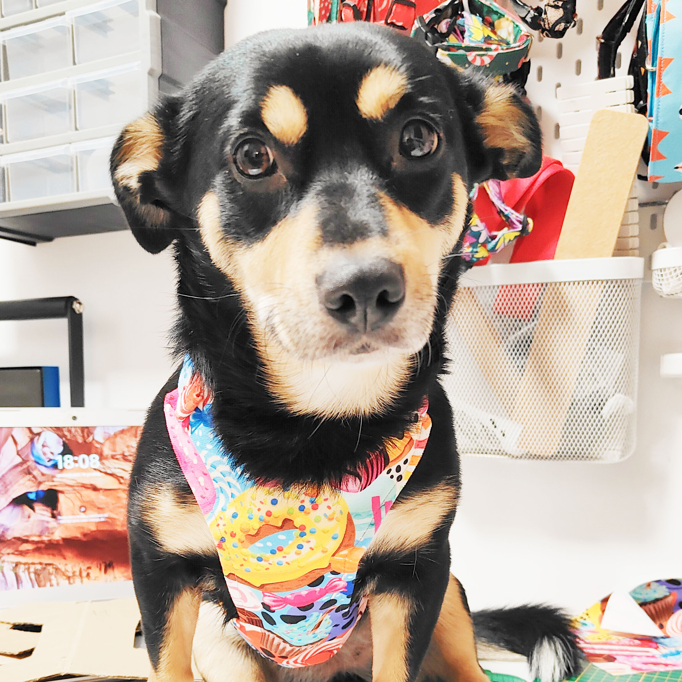 pies-w-szelkach-bezuciskowych