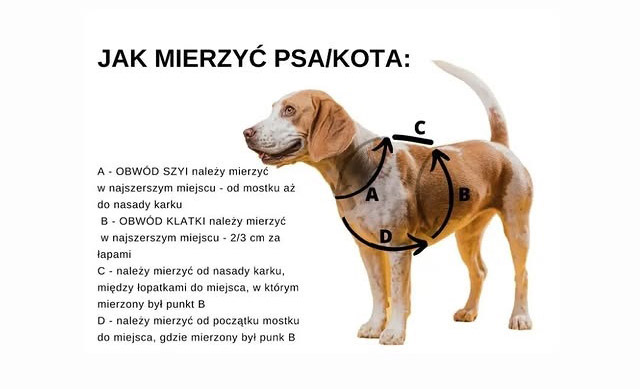 jak mierzyc psa pod szelki