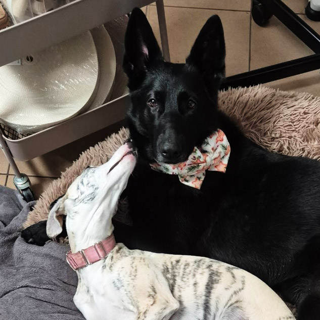 kokarda na obrozy dla psa 3