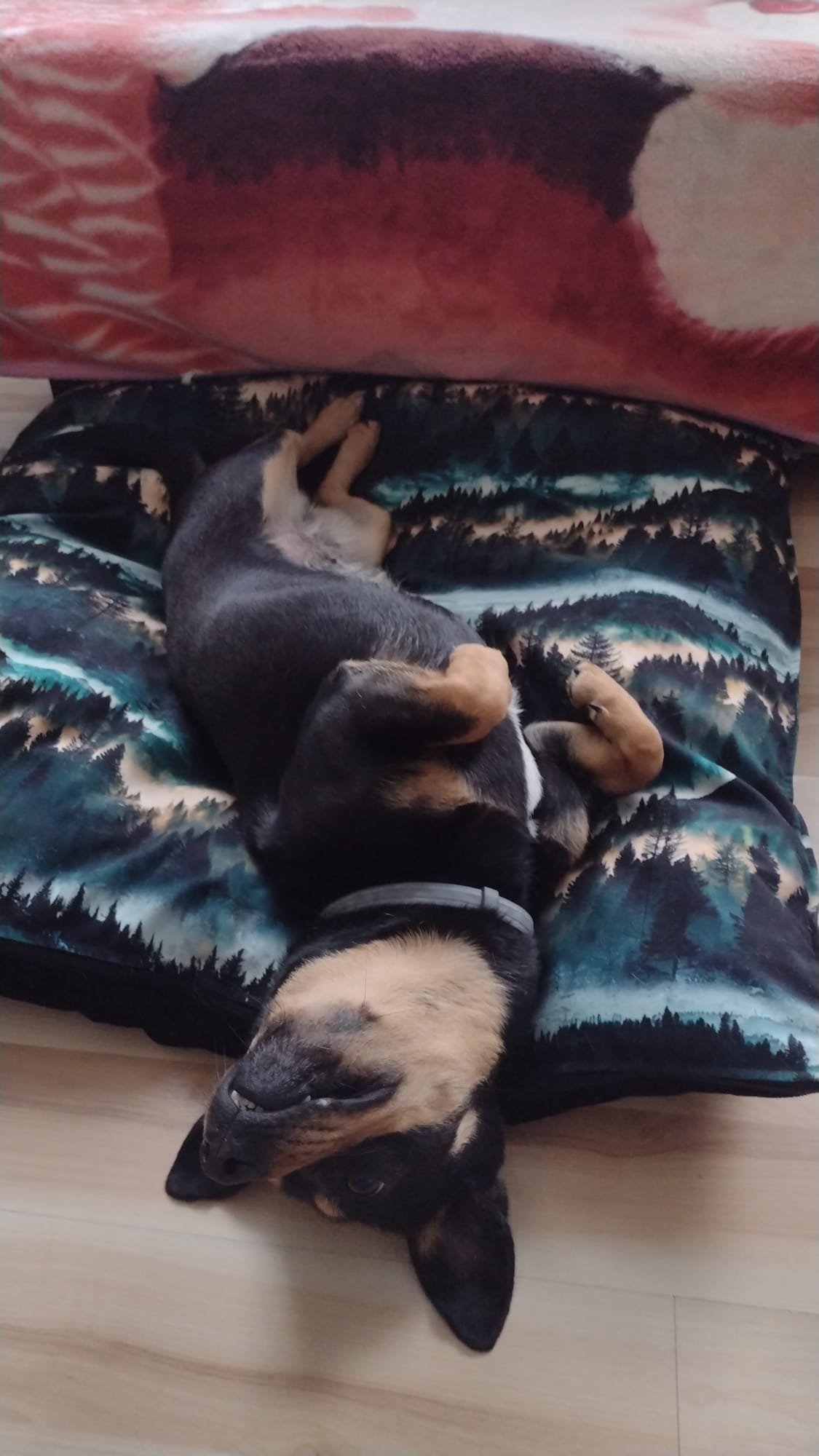 legowisko dla psa poducha leżydło w las