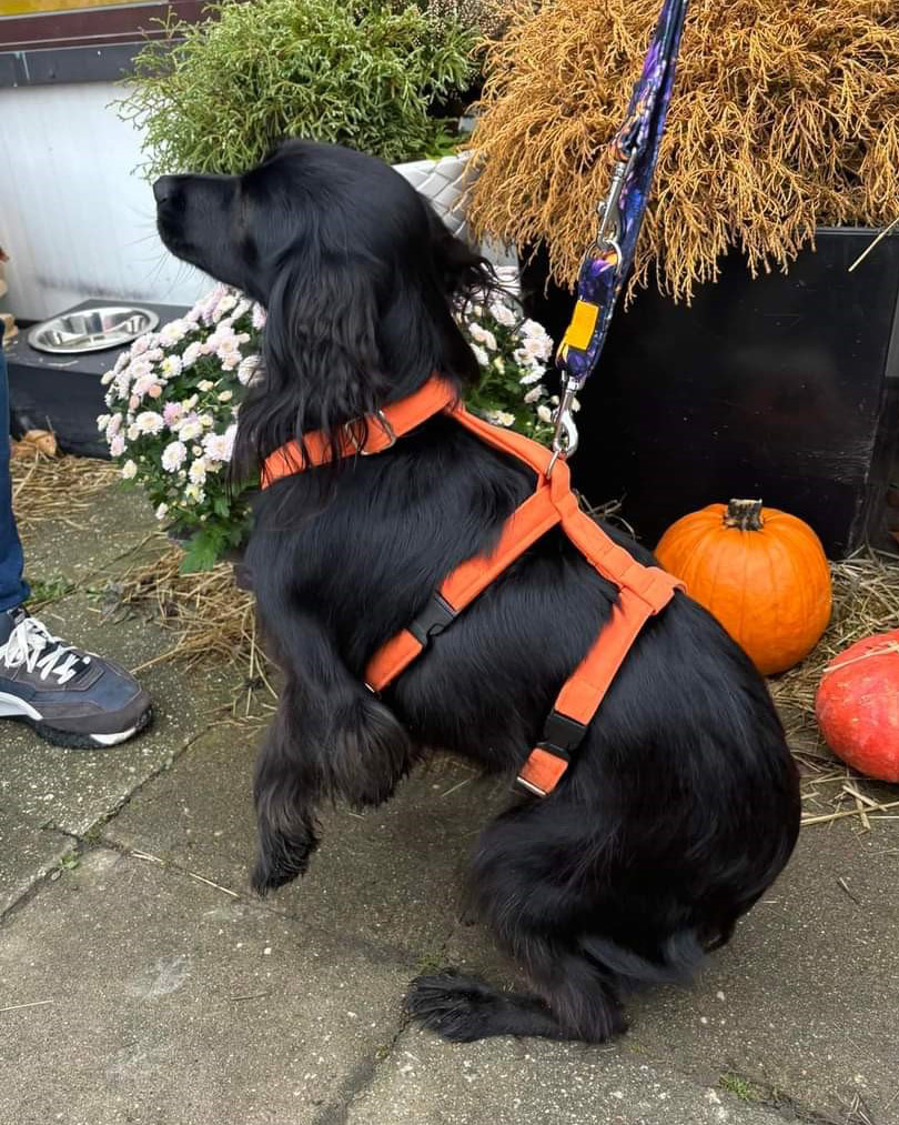 szelki antyucieczkowe 2