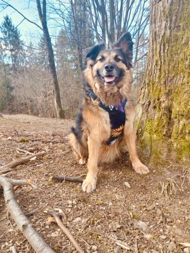 szelki dla owczarka w złote liście