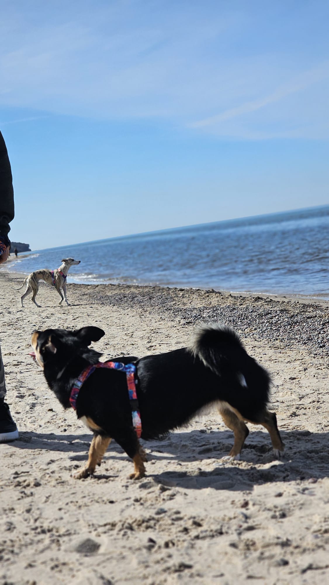 szelki guard kolorowe w lilie dla jamnka