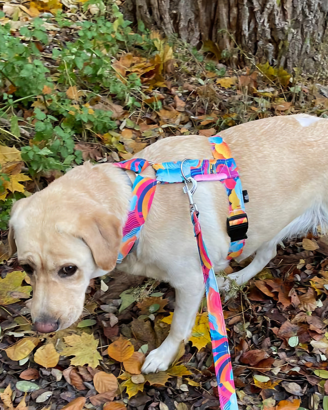 szelki guard kolorowe