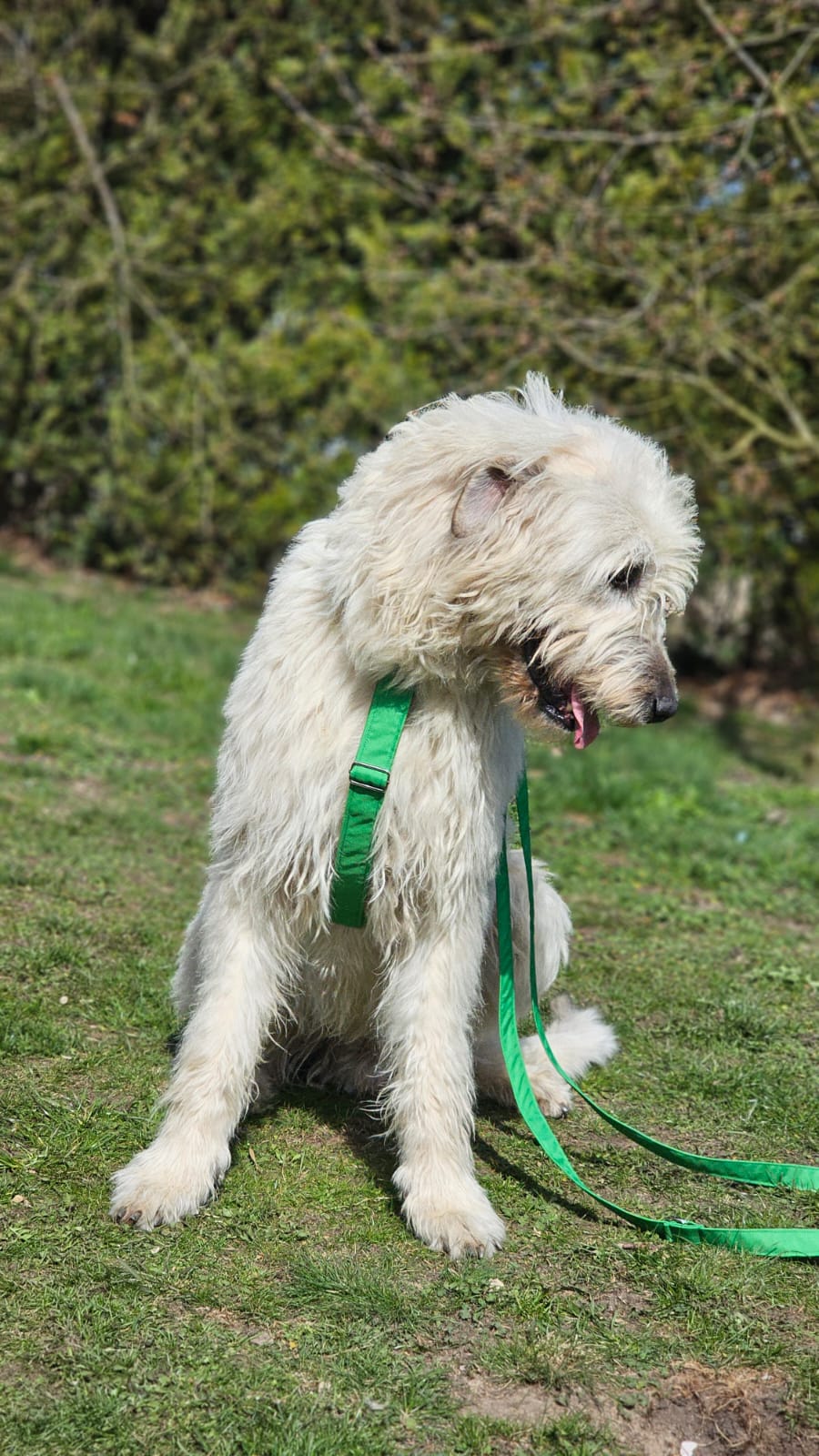szelki guard mocne dla wilczarza dużego psa zielone