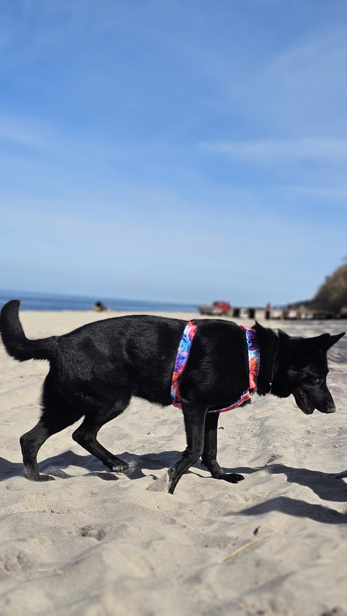 szelki guard mocne kolorowe w lilie dla owczarka