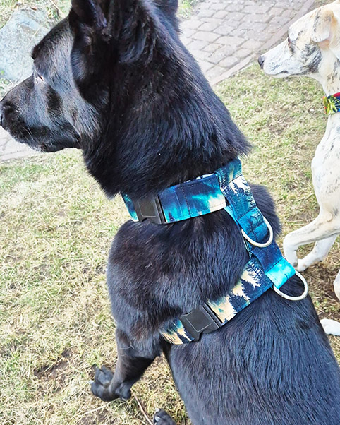 szelki z dodatkowa klamra przy szyi 3