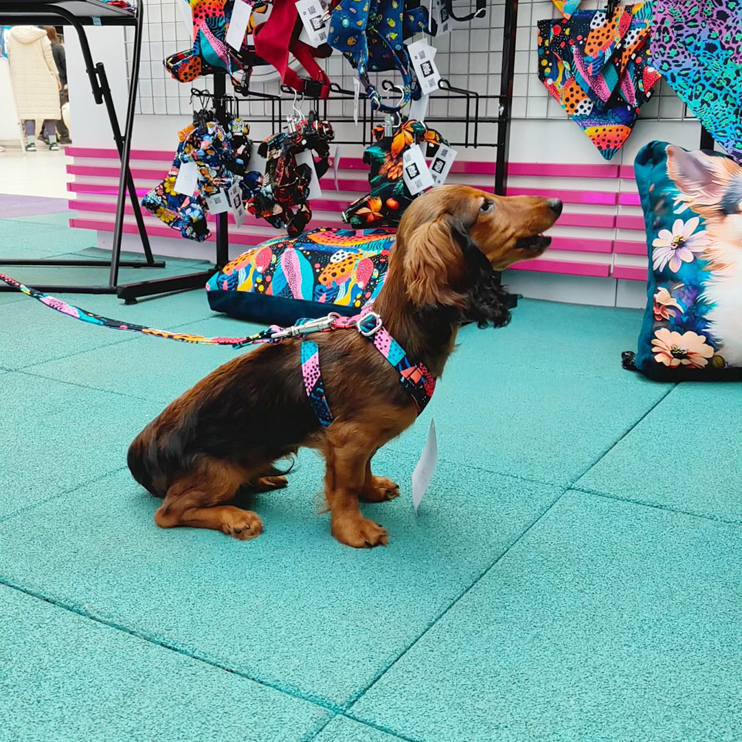 szelki smycze obroze hurt